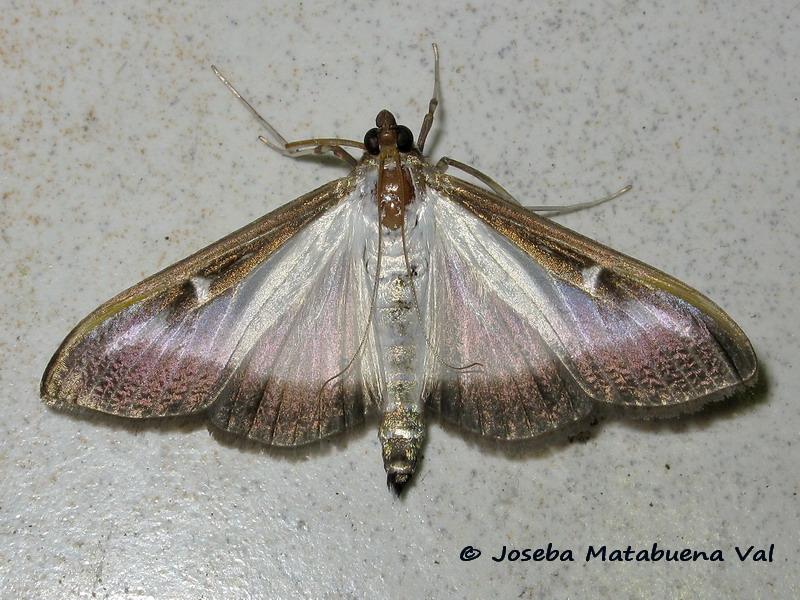 Cydalima perspectalis - Crambidae